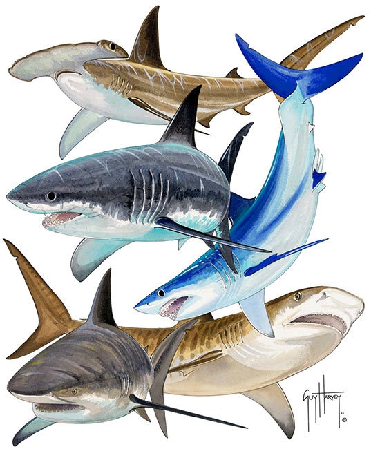 Guy Harvey T-Shirt - Shark Collage - Short Sleeve - White (Size S, M, L, XL, & 2XL Left)